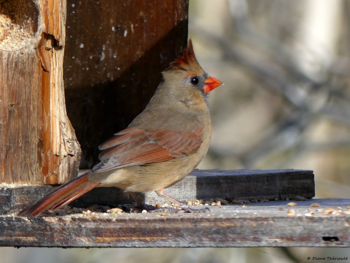 Красный кардинал - ML644678086