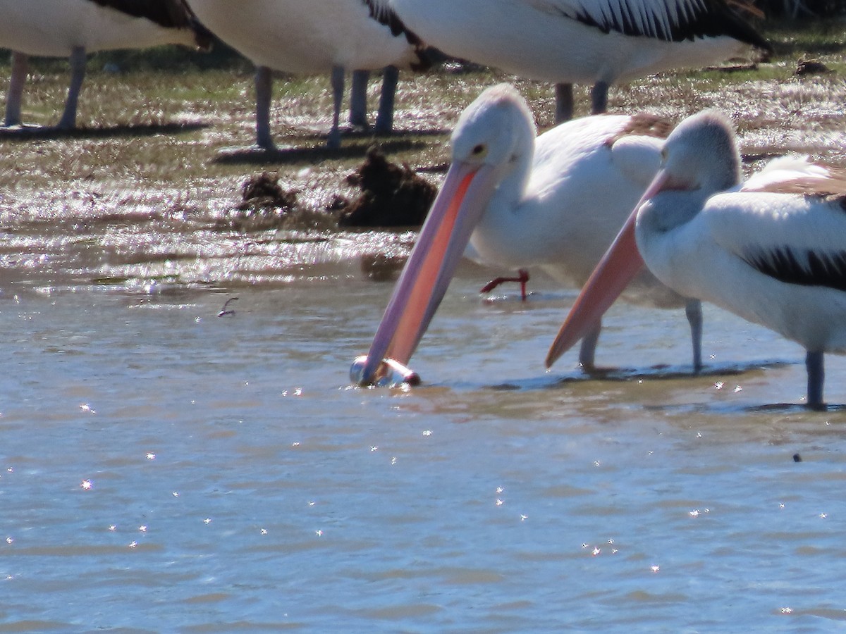 Australian Pelican - ML644678088