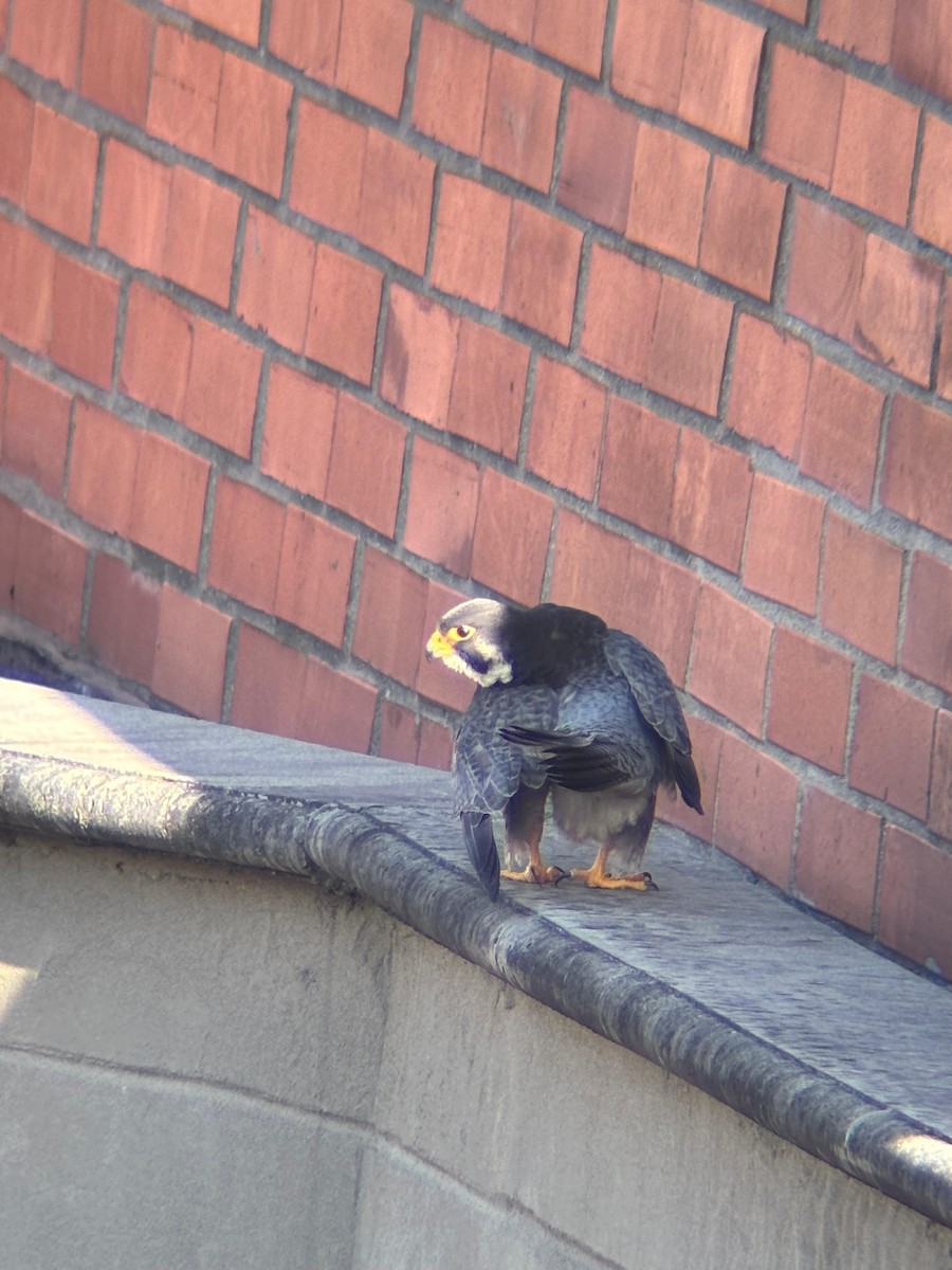 Peregrine Falcon - ML644678089