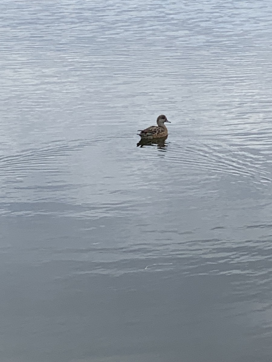 American Wigeon - ML644678103