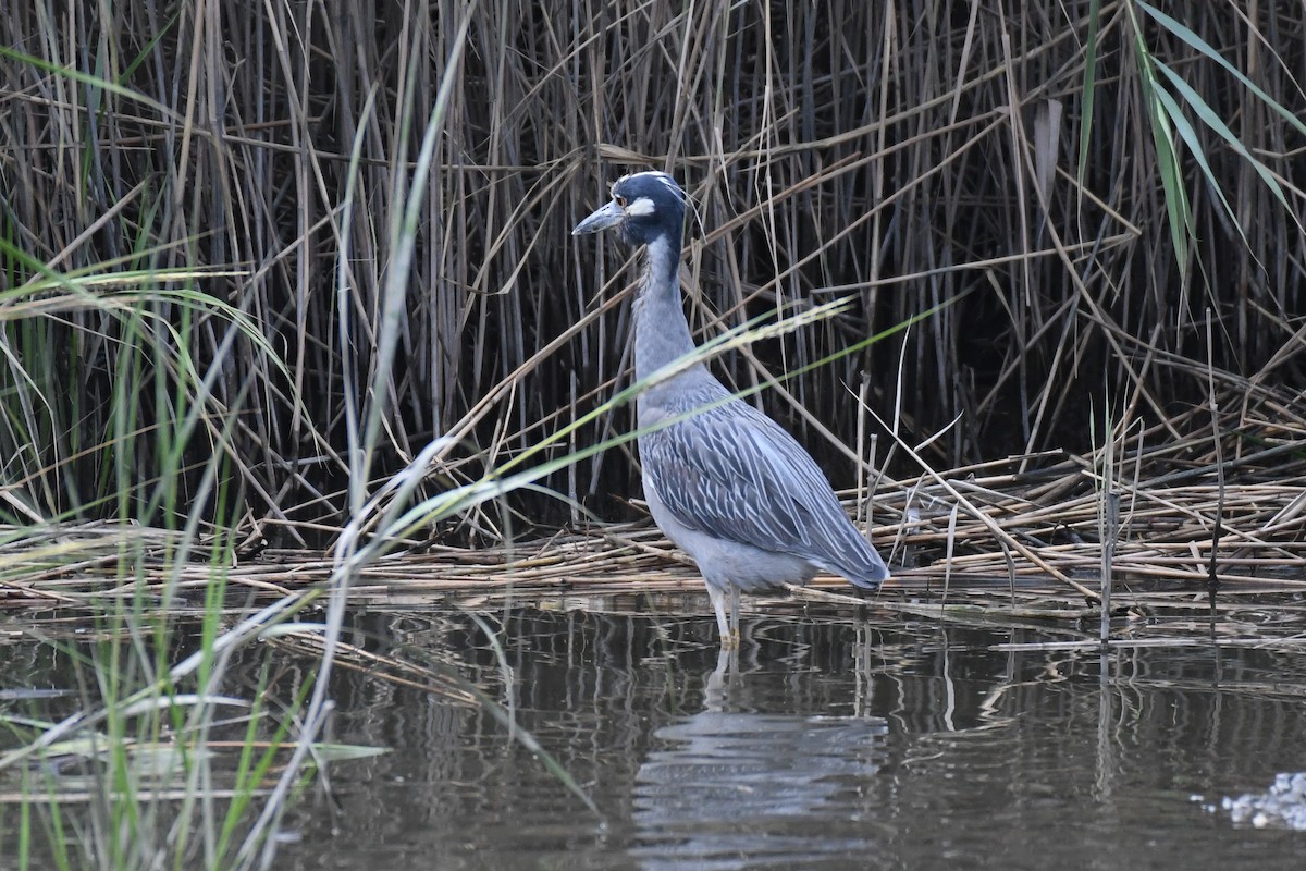 kvakoš žlutočelý - ML644678106
