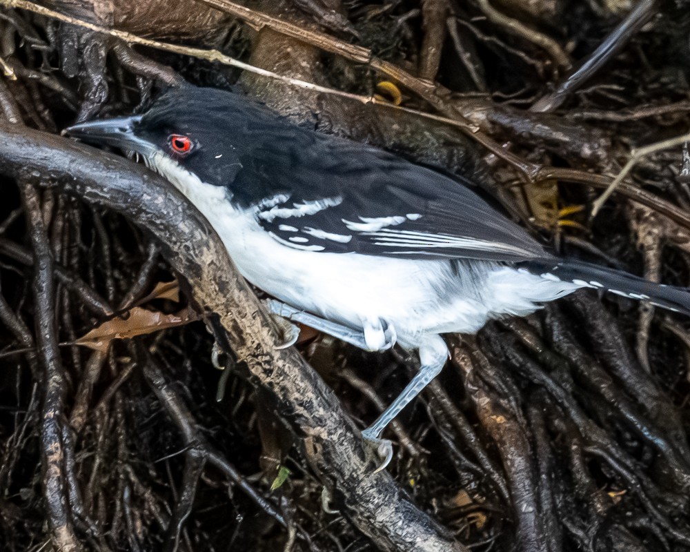 Great Antshrike - ML644678107