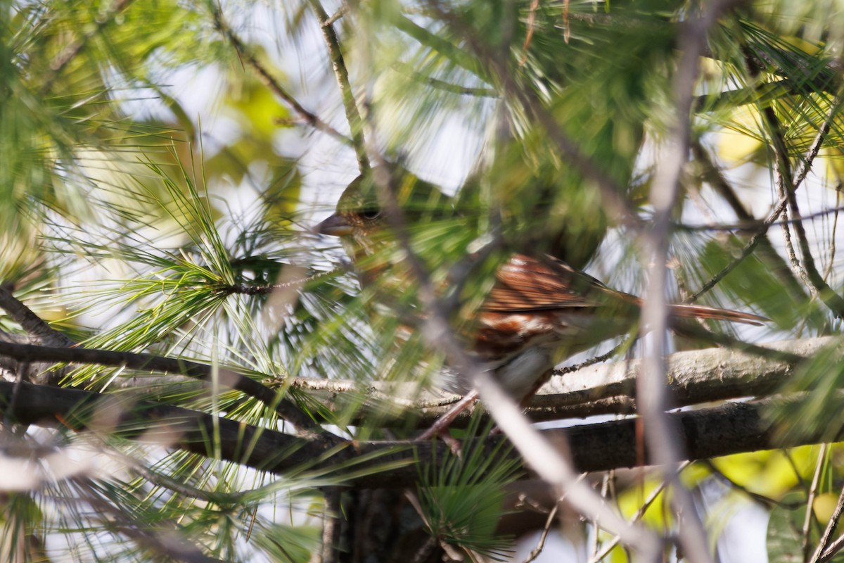 strnadec kaštanový - ML644678110