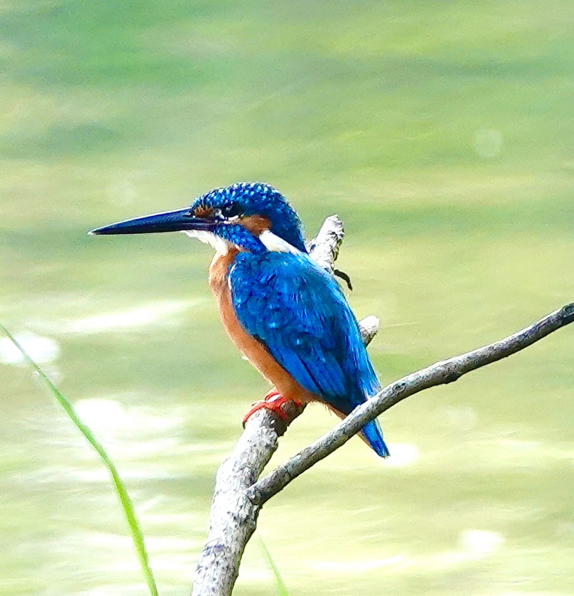 Martin-pêcheur d'Europe - ML644678111