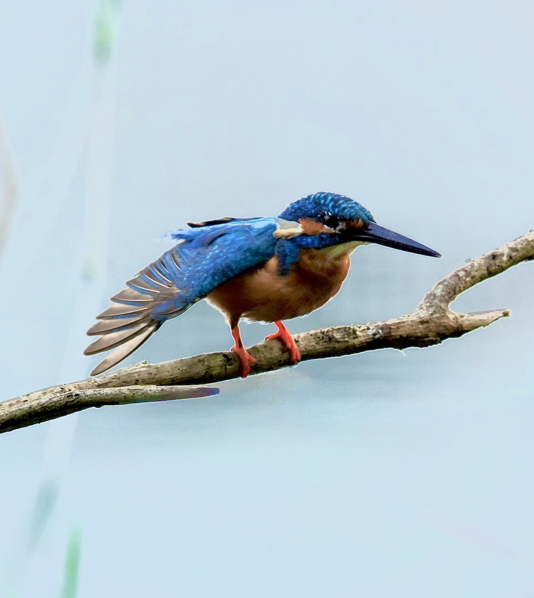 Martin-pêcheur d'Europe - ML644678112