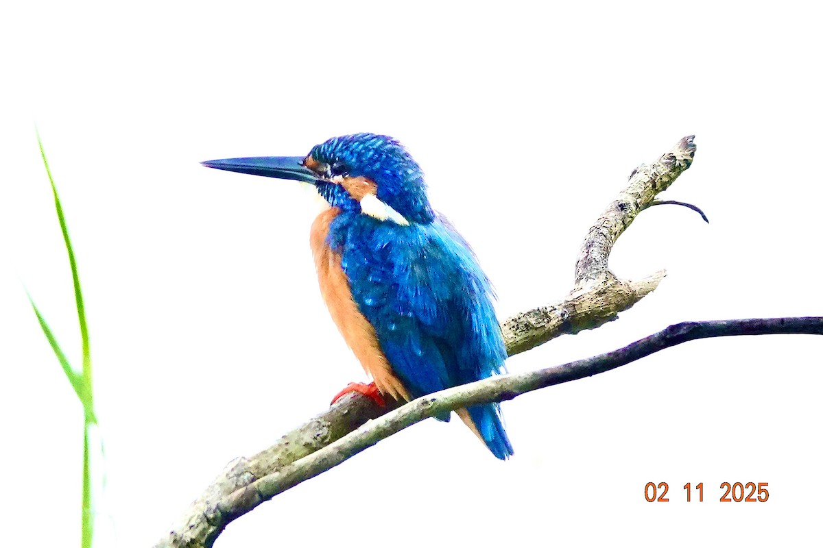 Martin-pêcheur d'Europe - ML644678113