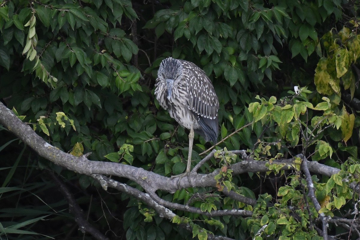 kvakoš žlutočelý - ML644678114