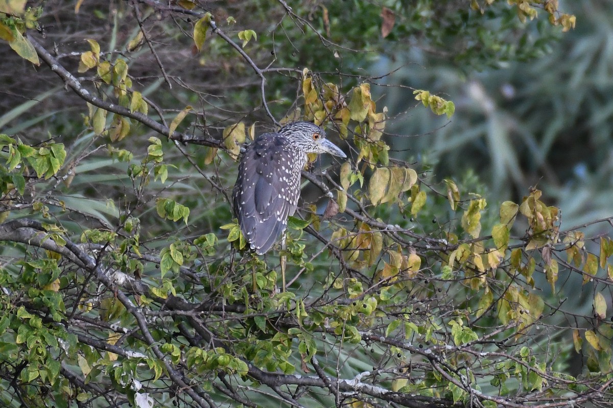 kvakoš žlutočelý - ML644678115