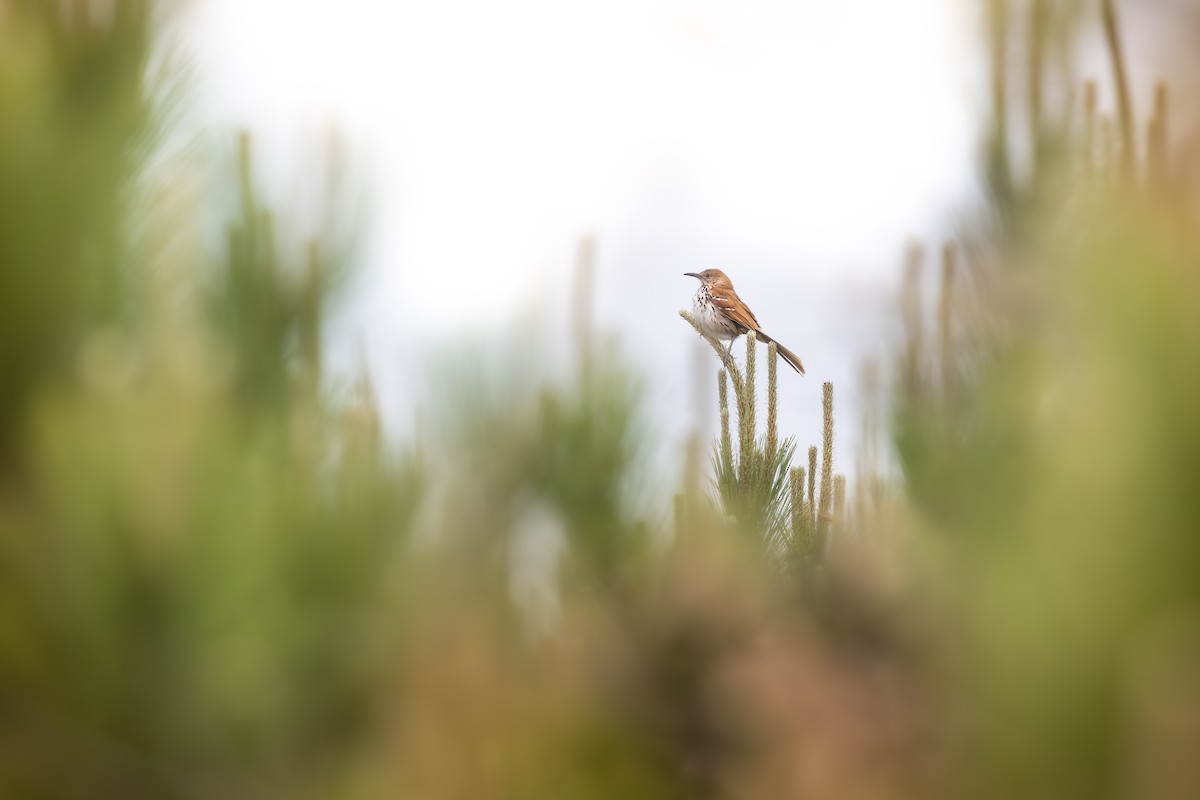 Cuitlacoche Rojizo - ML644678118