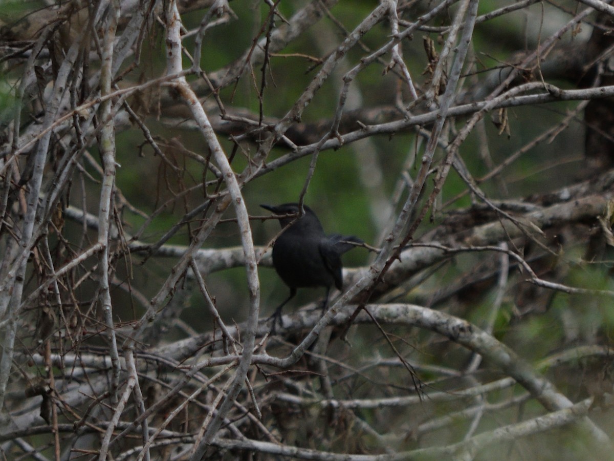 drozdec černohlavý - ML644678125