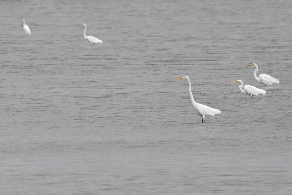 Silberreiher - ML644678126