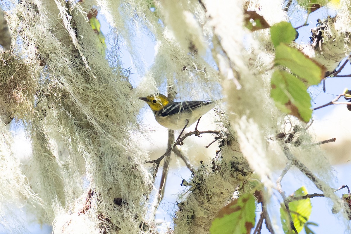 Paruline à tête jaune - ML644678142