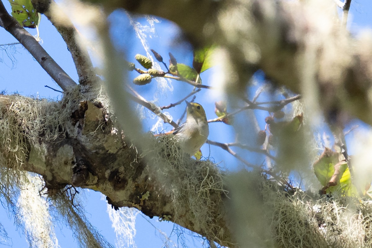 Paruline à tête jaune - ML644678143