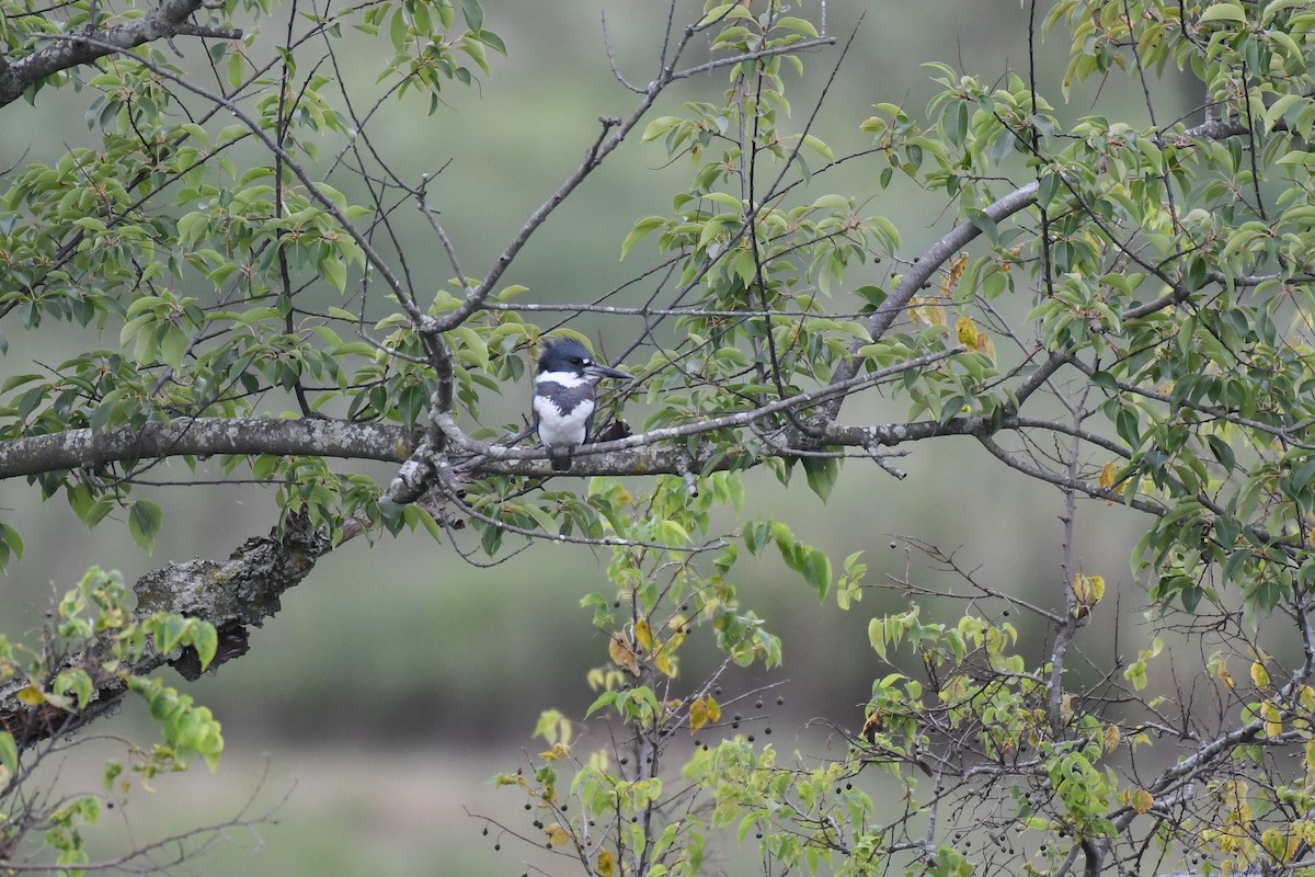 שלדג אמריקני - ML644678147