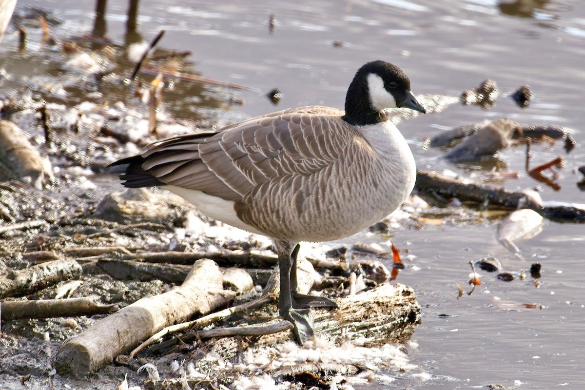 polargås - ML644678148