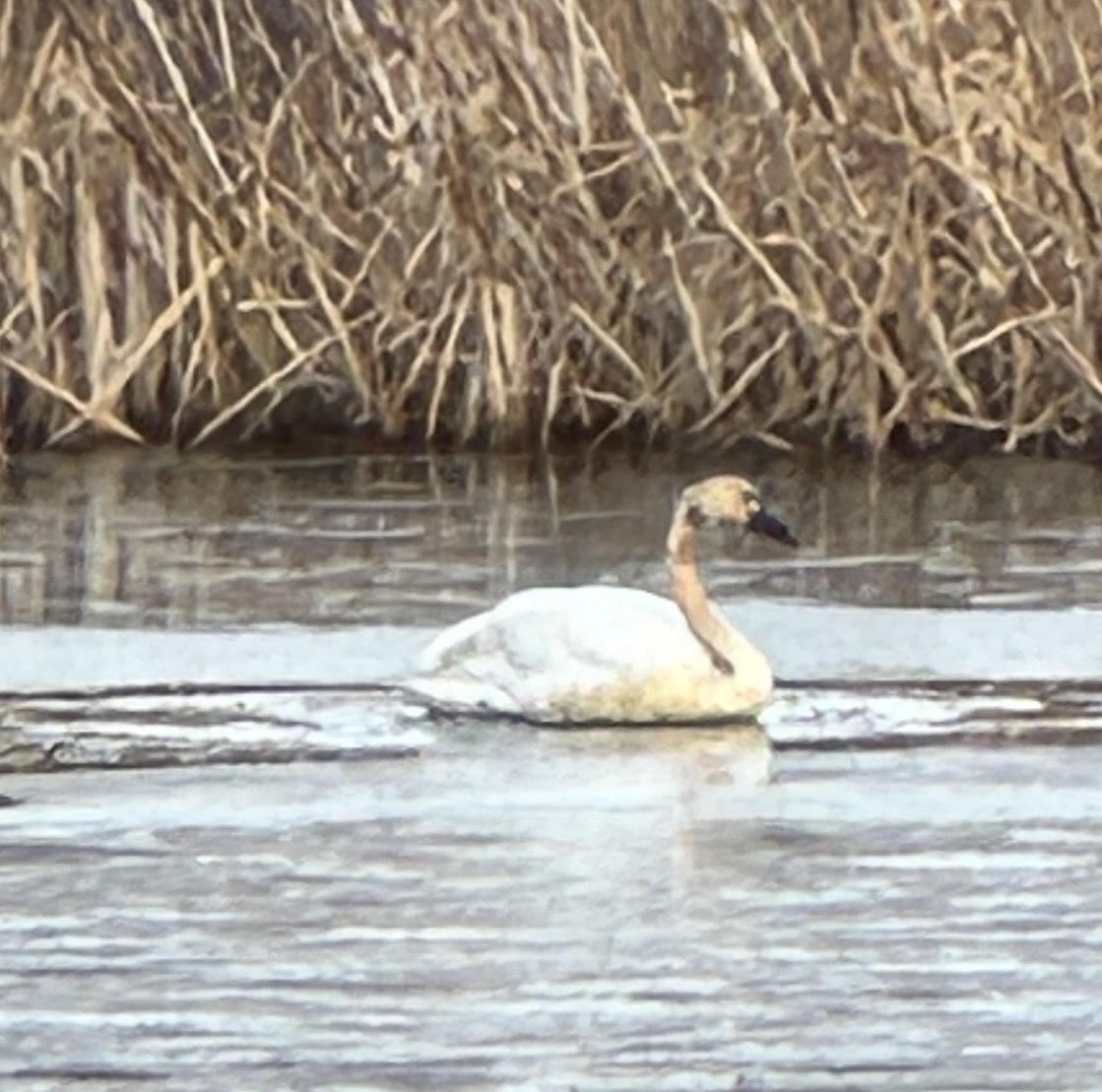 Американский лебедь - ML644678155