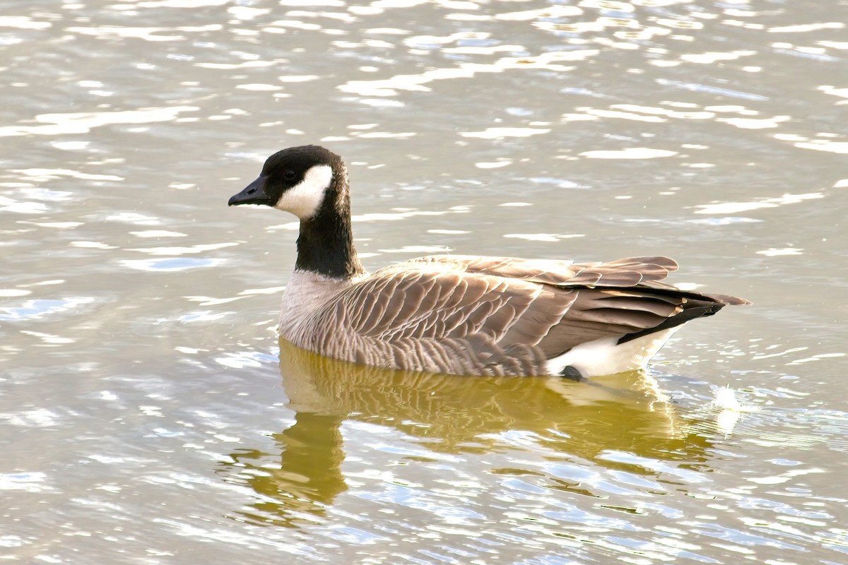 polargås - ML644678156