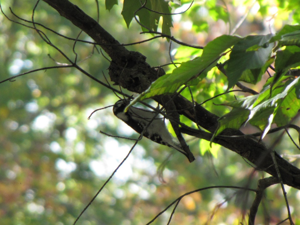 Downy Woodpecker - ML644678158