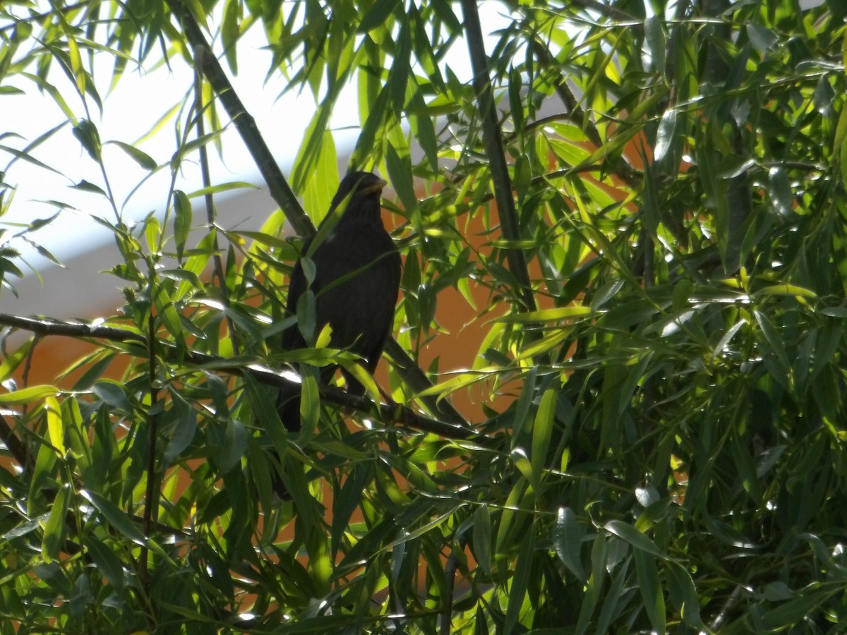 Merle chiguanco - ML644678159