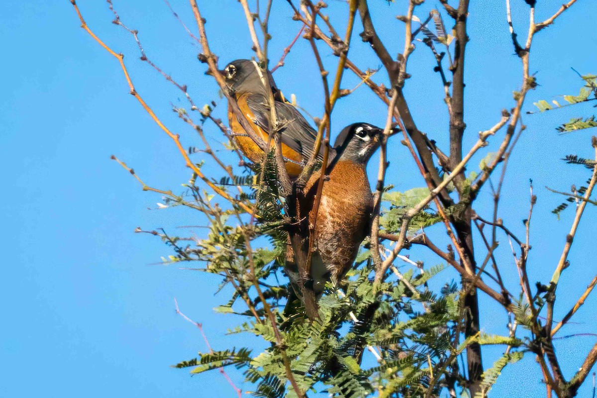 American Robin - ML644678176