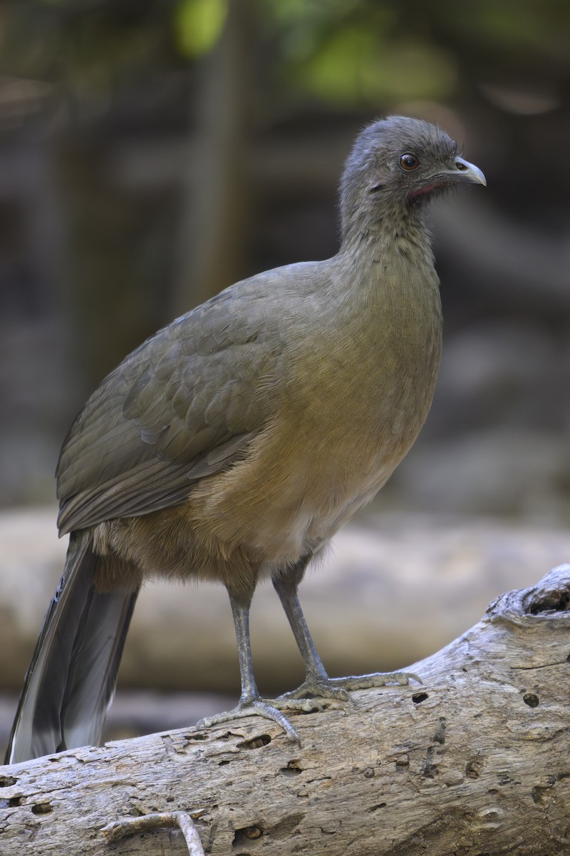 Plain Chachalaca - ML644678177