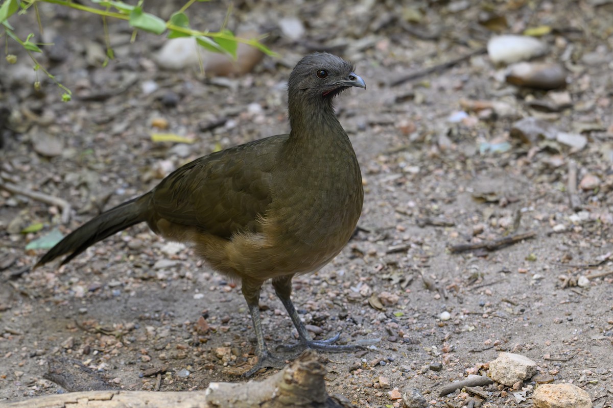 Plain Chachalaca - ML644678178