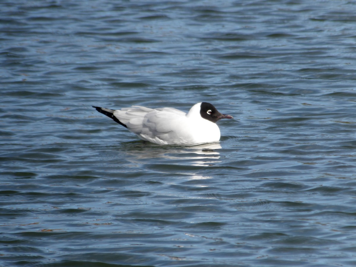 Andean Gull - ML644678179