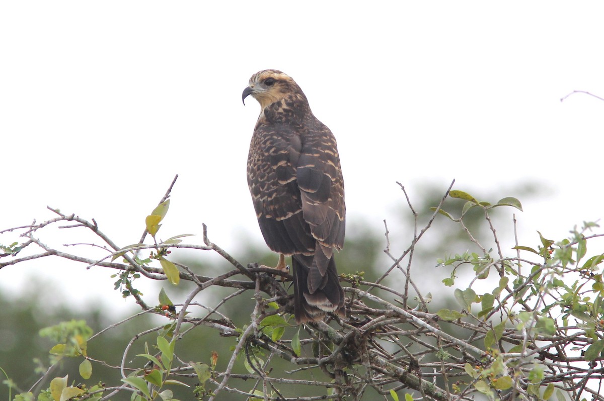 Шуліка-слимакоїд червоноокий - ML644678180