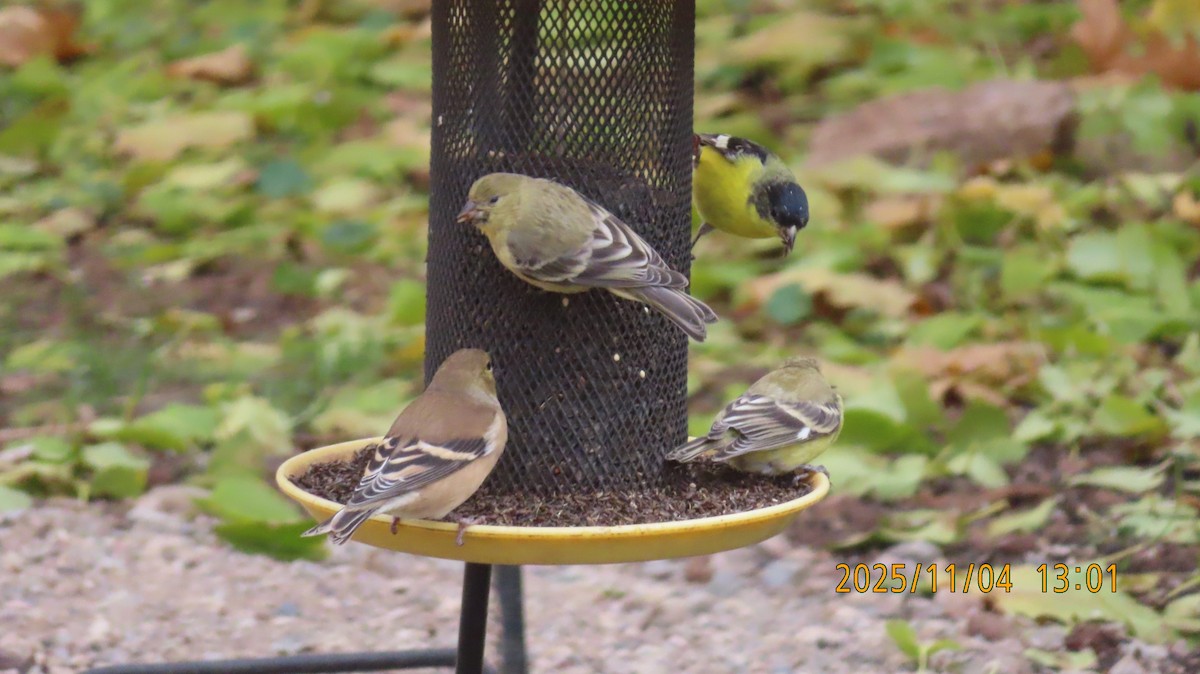 Чиж малий - ML644678182