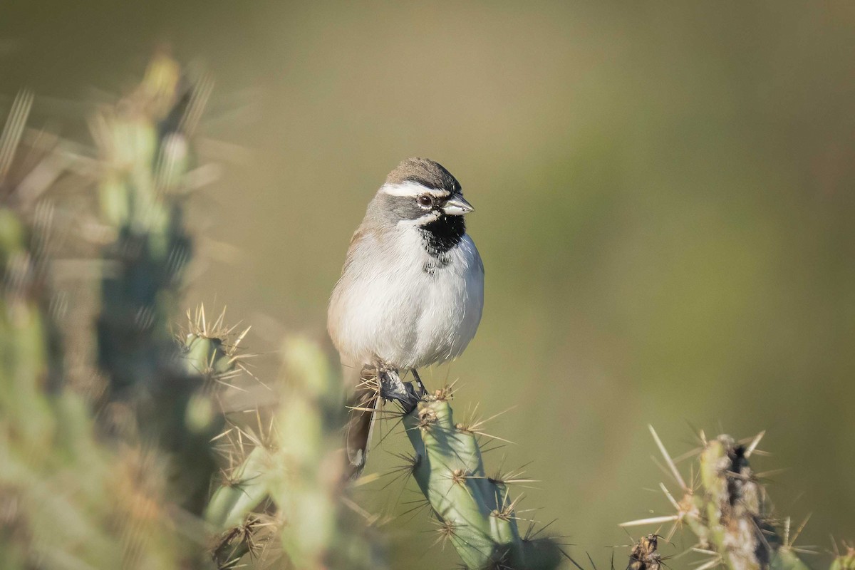 Black-throated Sparrow - ML644678186