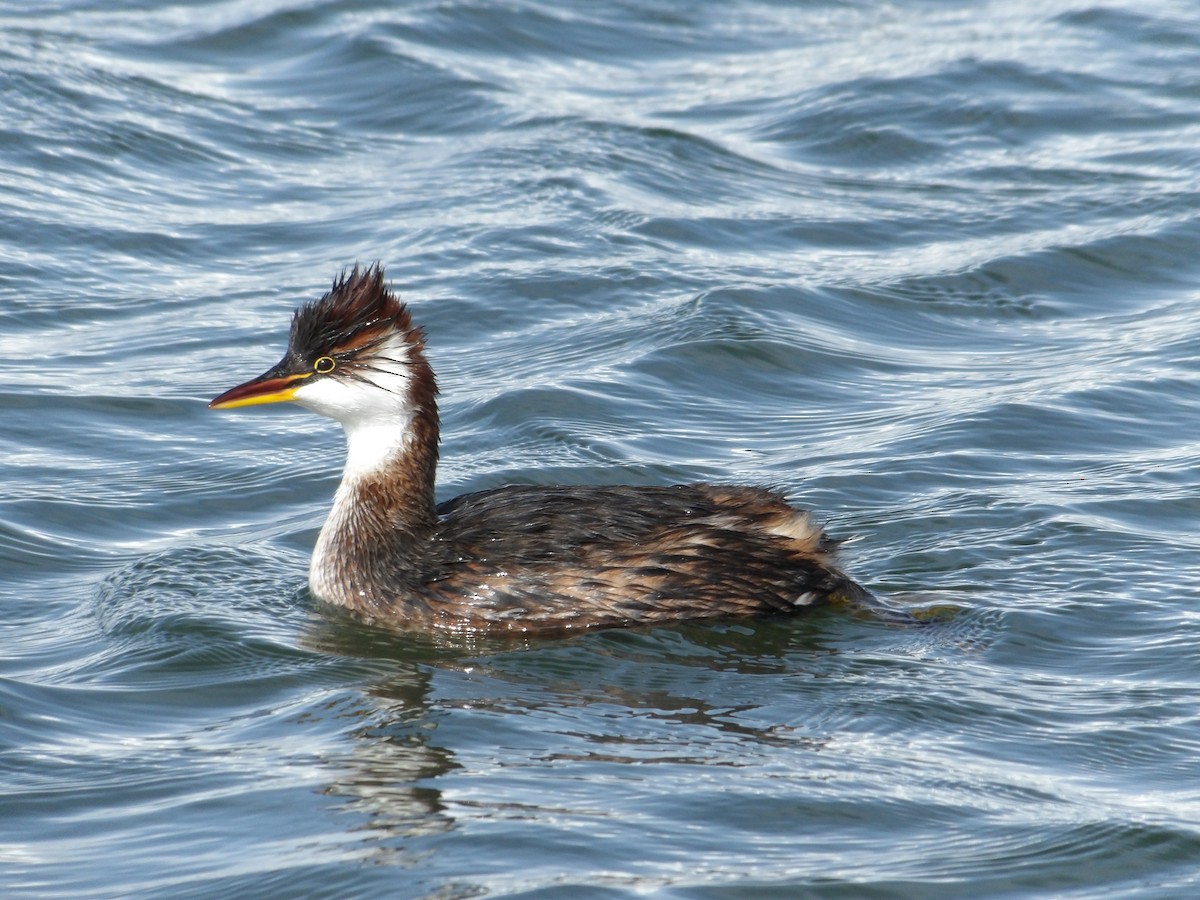 Grèbe microptère - ML644678201