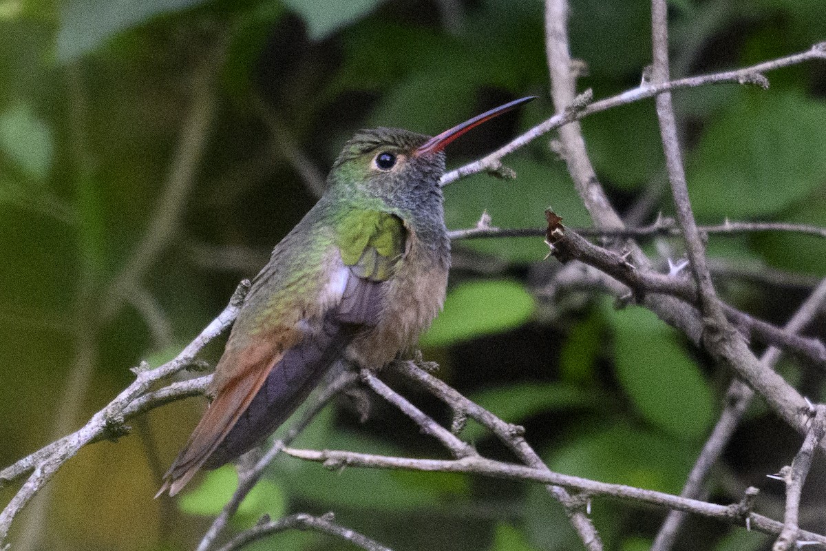 アカハシエメラルドハチドリ - ML644678207