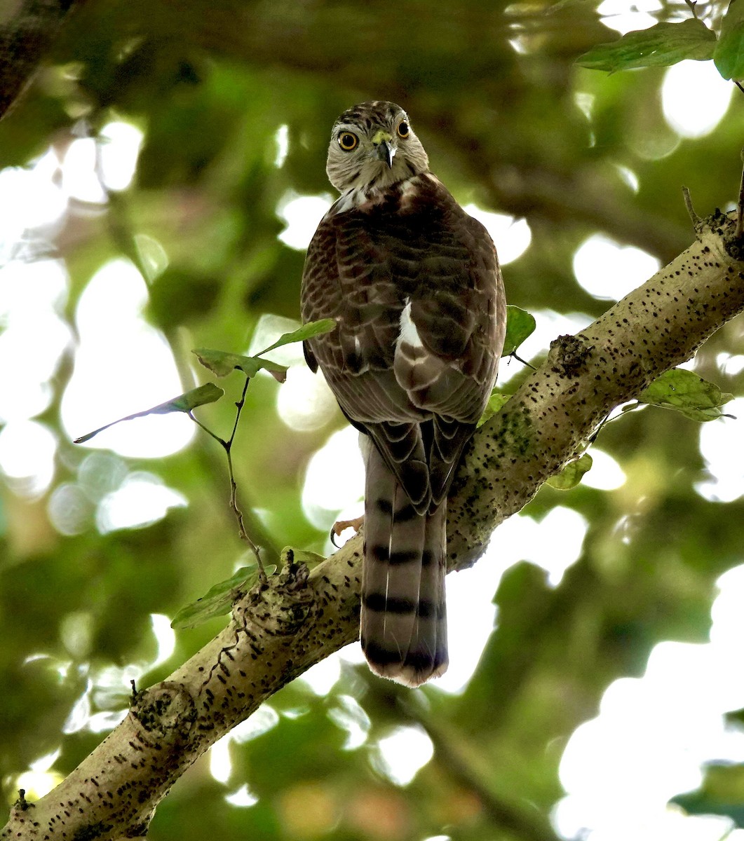 Épervier shikra - ML644678210