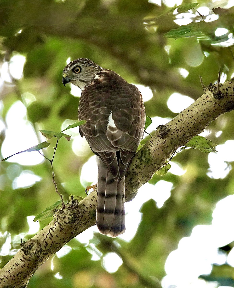 Épervier shikra - ML644678211