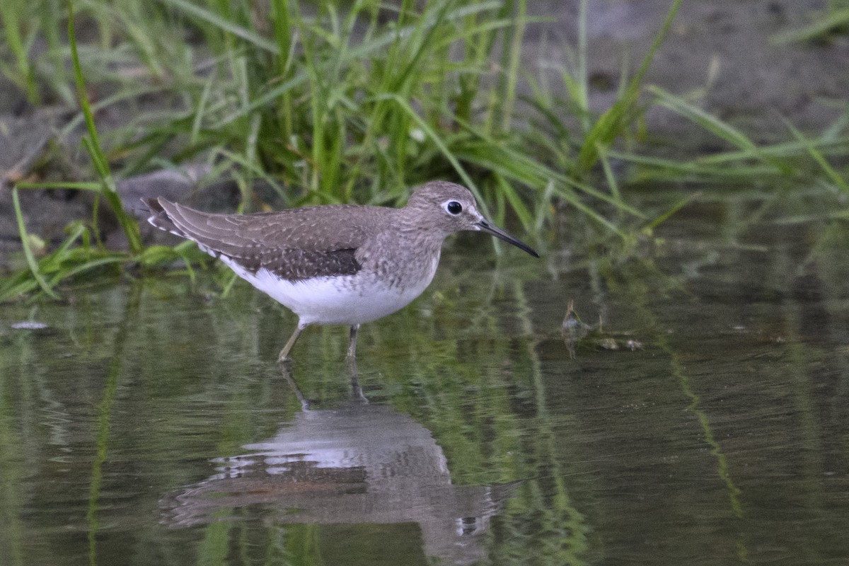 Solitary Sandpiper - ML644678215