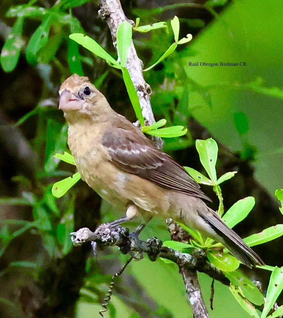 Blue-black Grassquit - ML644678218