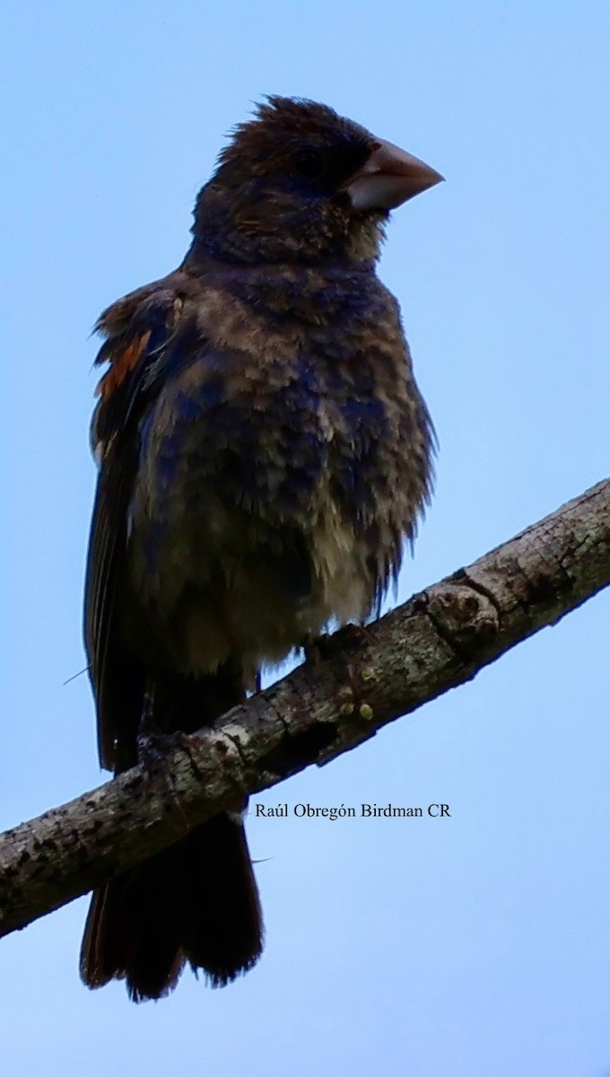 Blue-black Grassquit - ML644678219