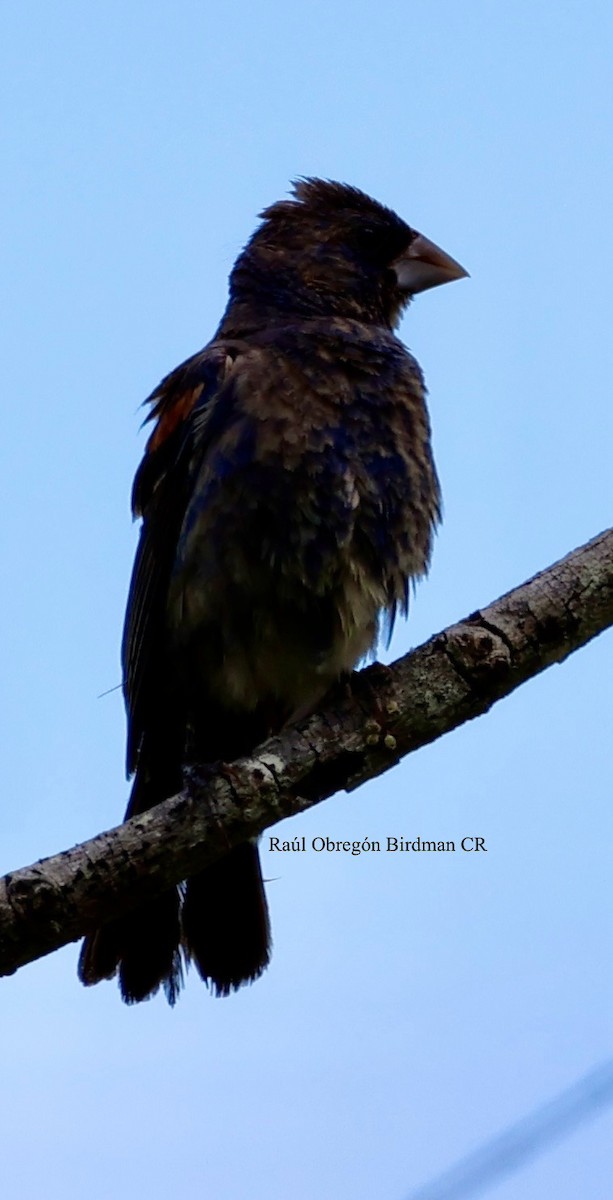 Blue-black Grassquit - ML644678220