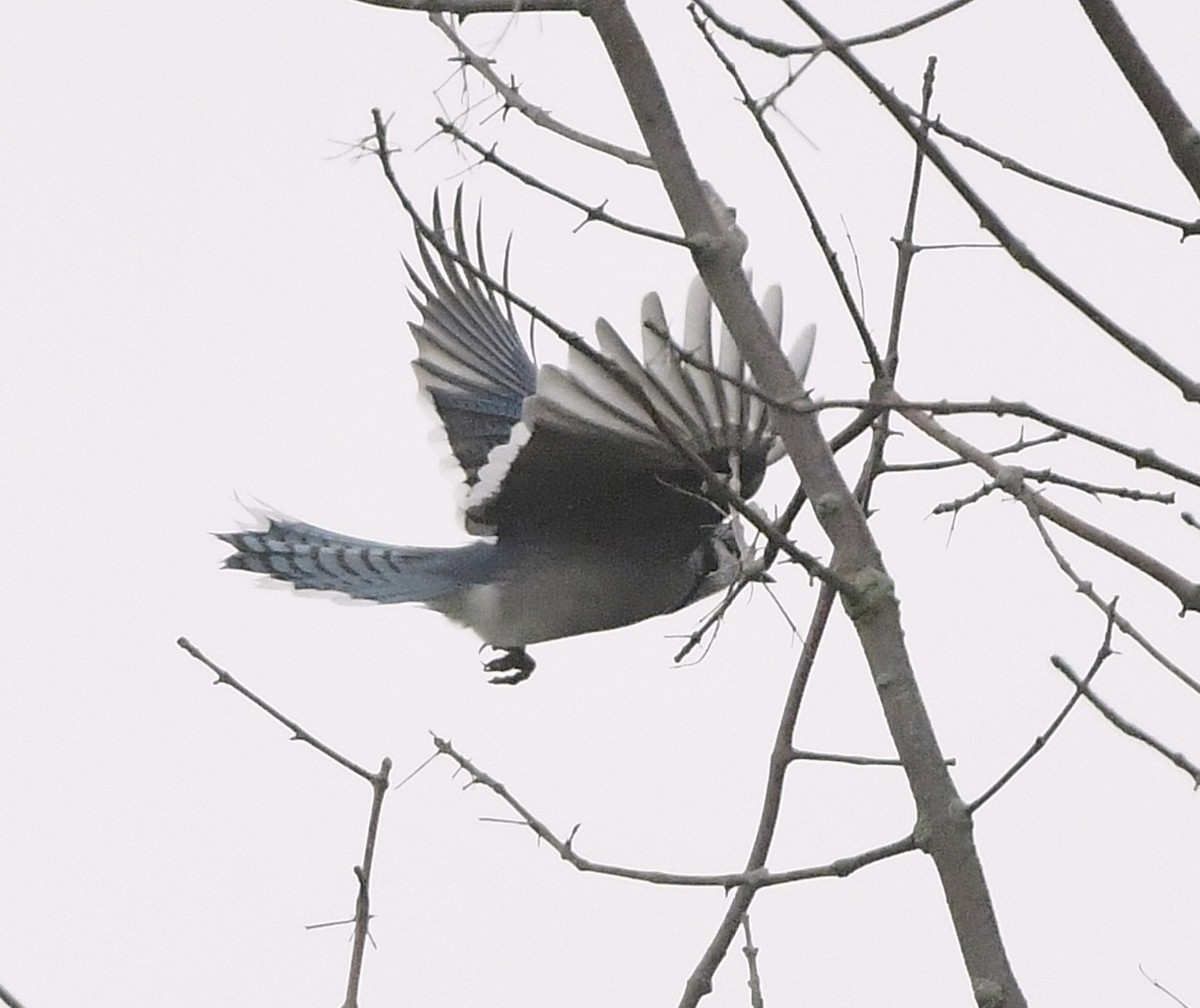 Blue Jay - ML644678221