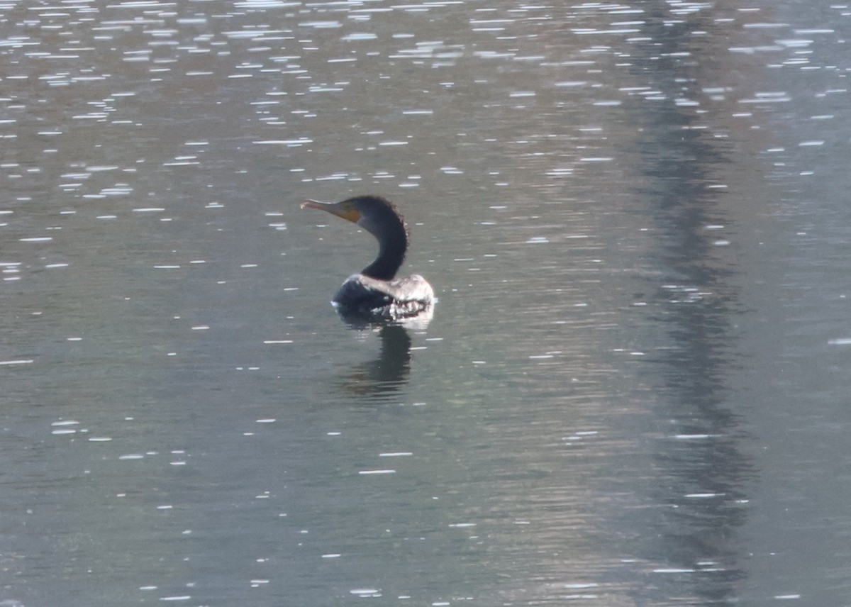 Double-crested Cormorant - ML644678232