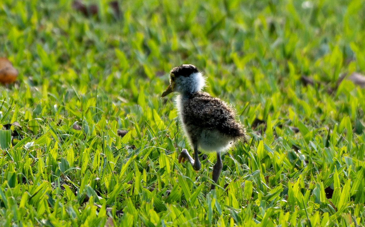 Hegabera maskaraduna - ML644678233
