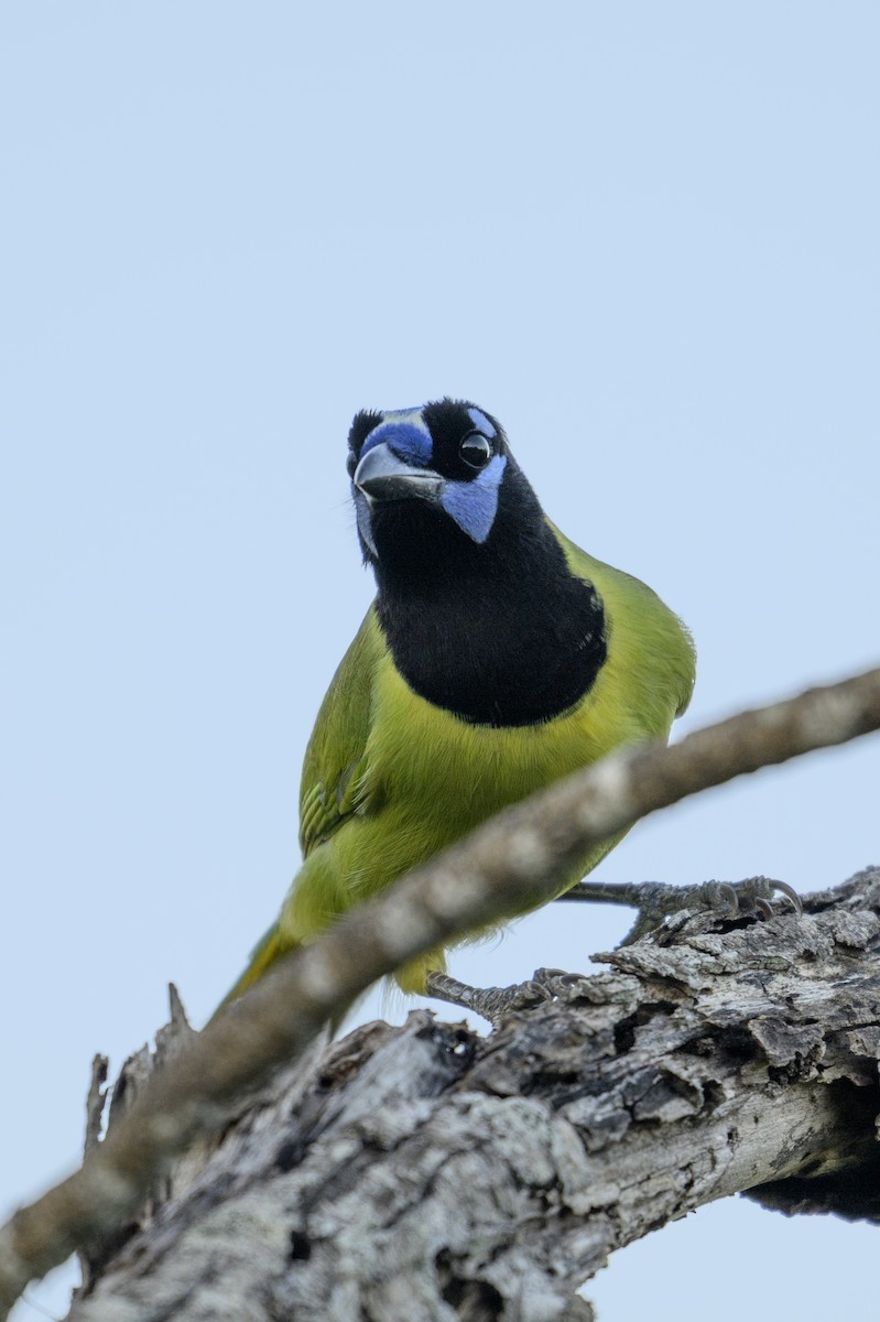 Green Jay - ML644678237
