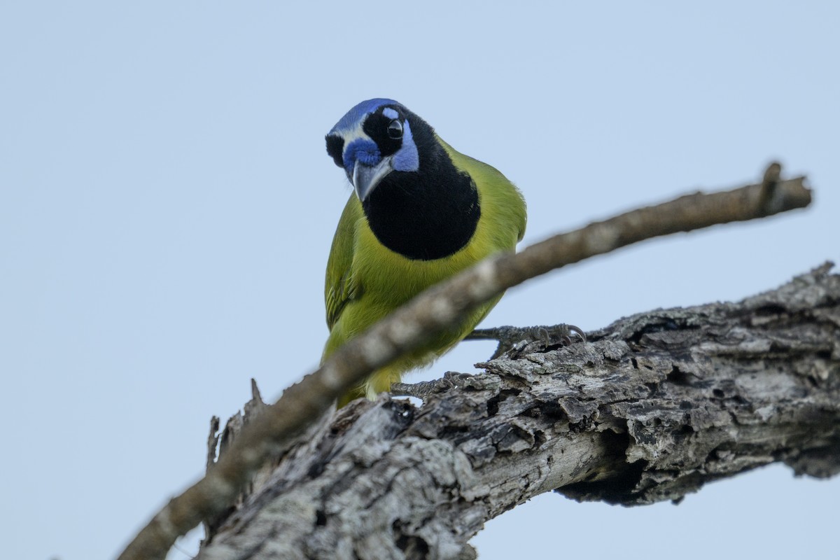 Green Jay - ML644678238
