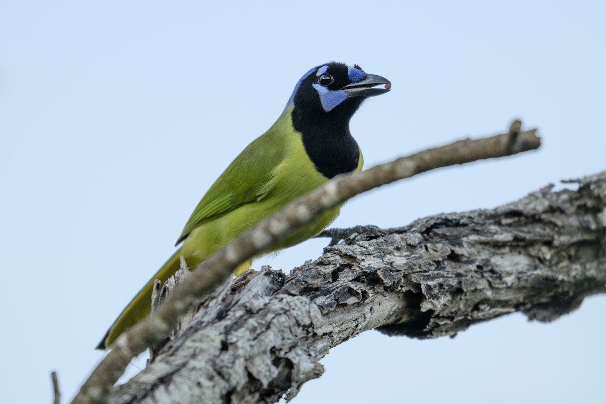 Green Jay - ML644678239