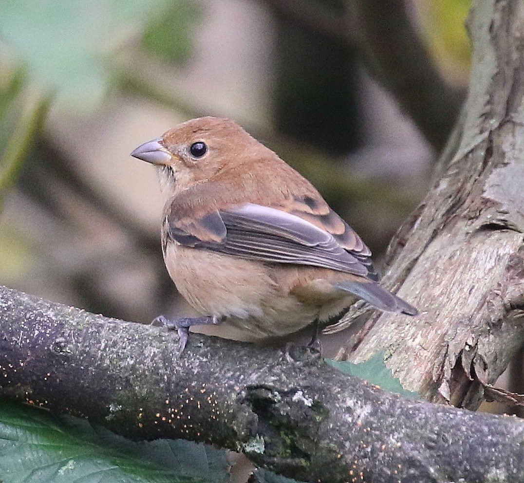 Indigo Bunting - ML644678270