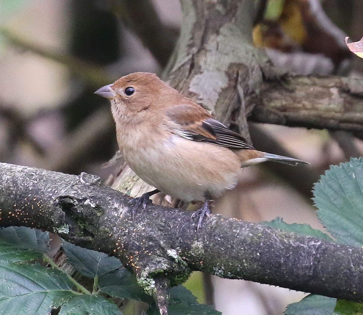 Indigo Bunting - ML644678271