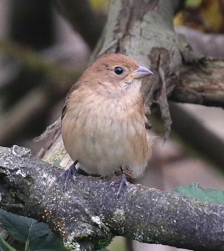 Indigo Bunting - ML644678272