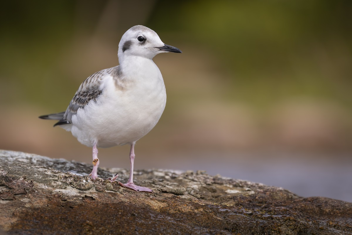 Bonaparte's Gull - ML644678278