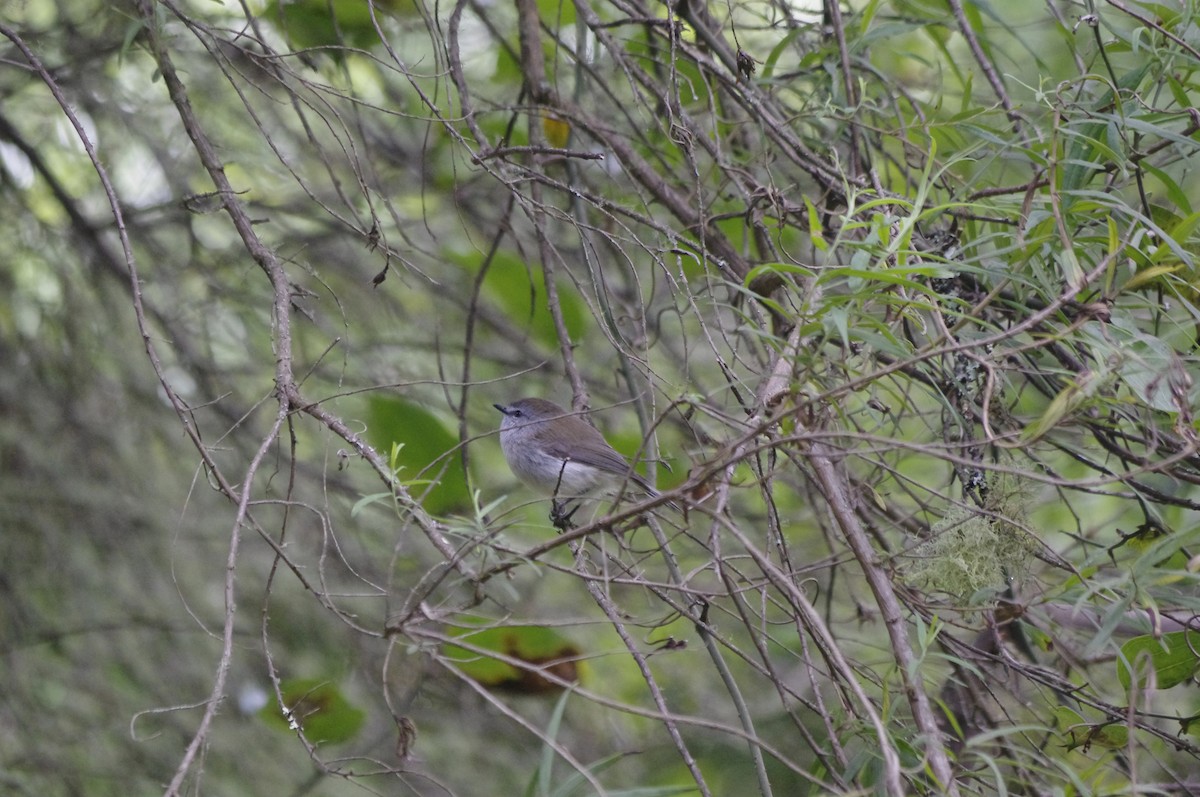 チャイロセンニョムシクイ - ML644678280