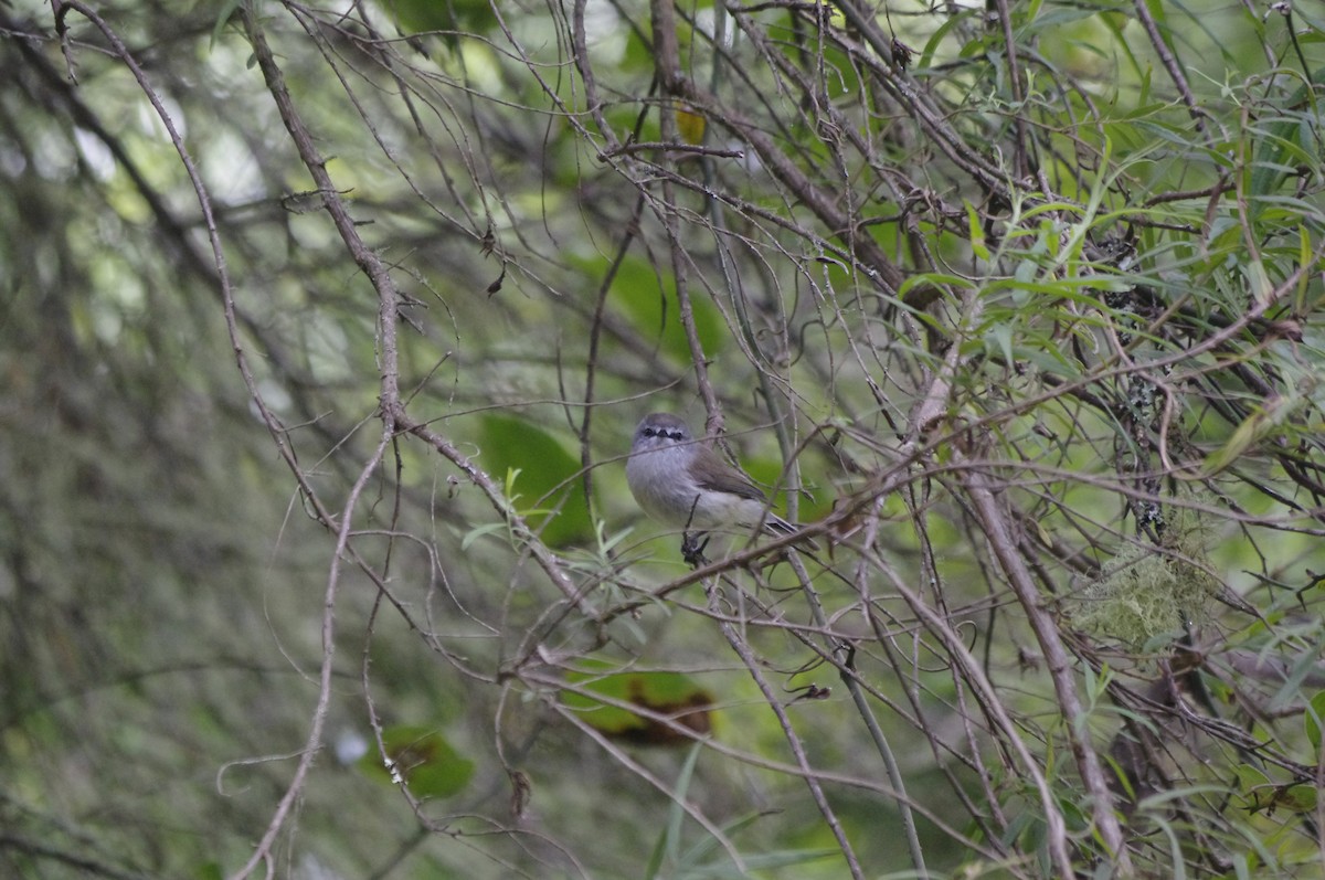 チャイロセンニョムシクイ - ML644678281